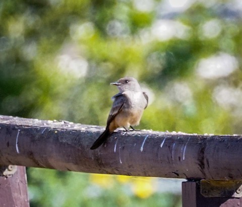 Say's Phoebe - TG Fannon