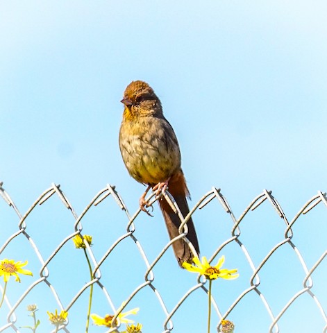 California Towhee - TG Fannon