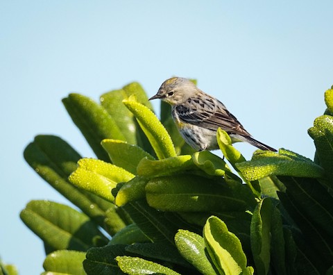 Yellow-rumped Warbler - TG Fannon