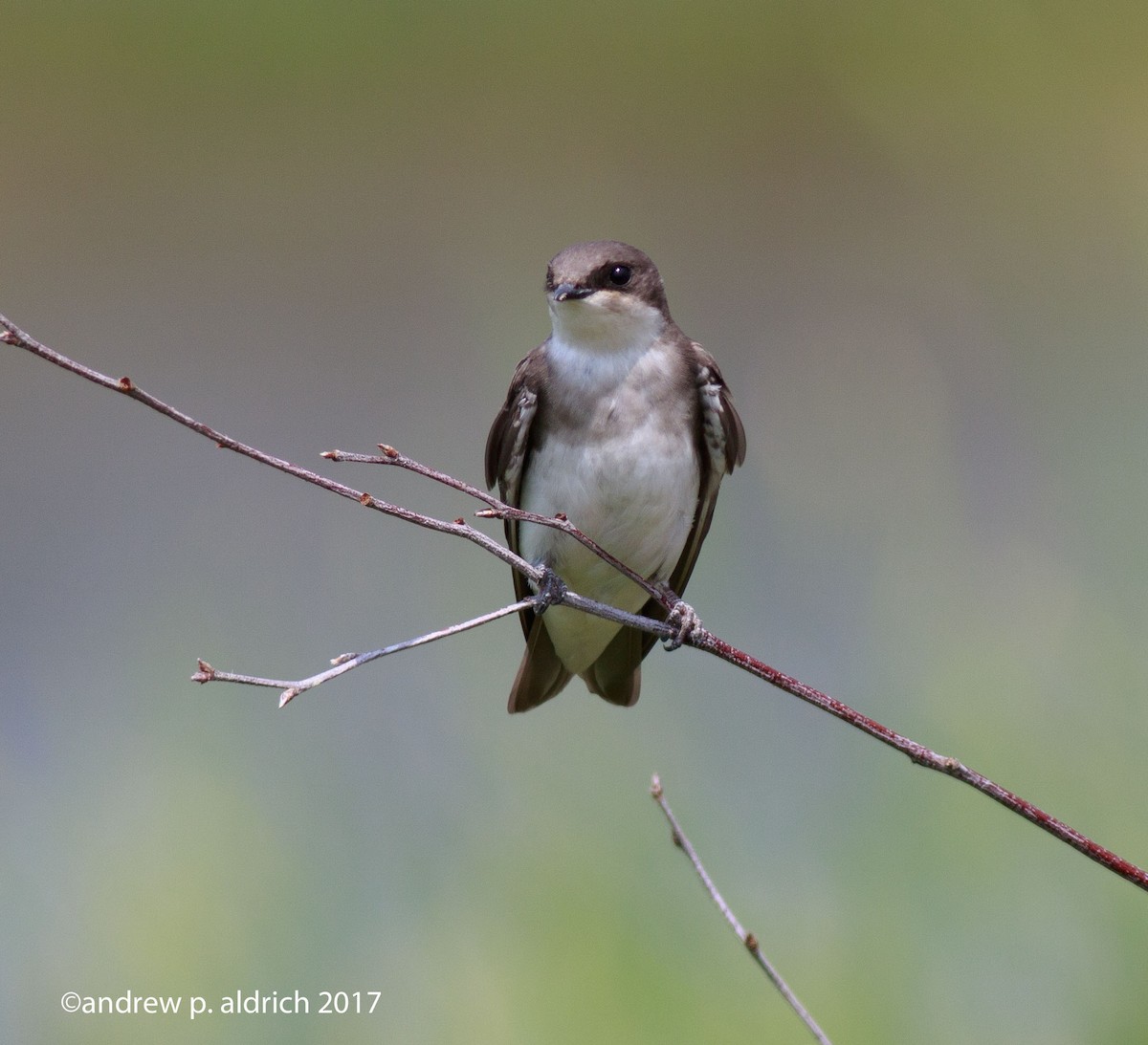 Tree Swallow - andrew aldrich