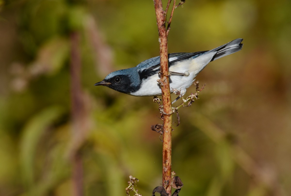 Black-throated Blue Warbler - Timothy Spahr