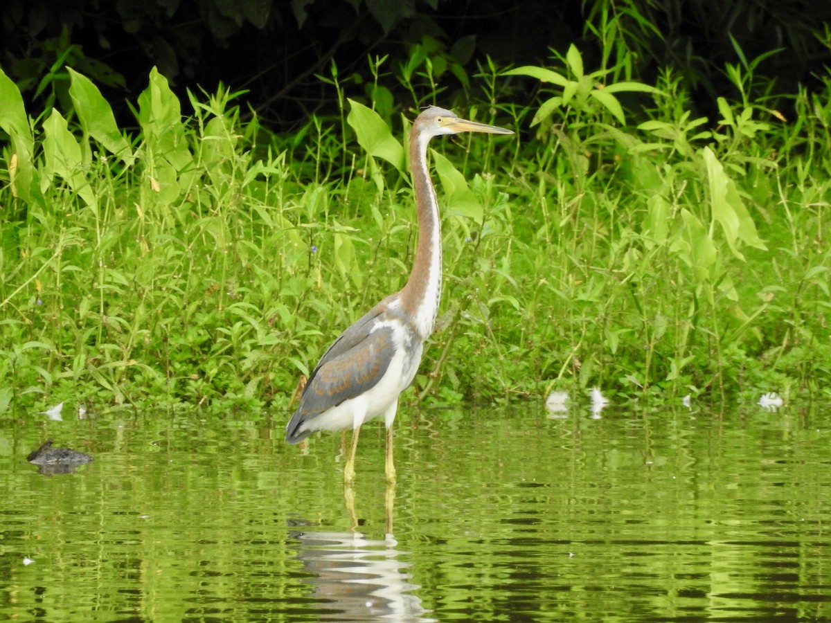 Tricolored Heron - P Chappell