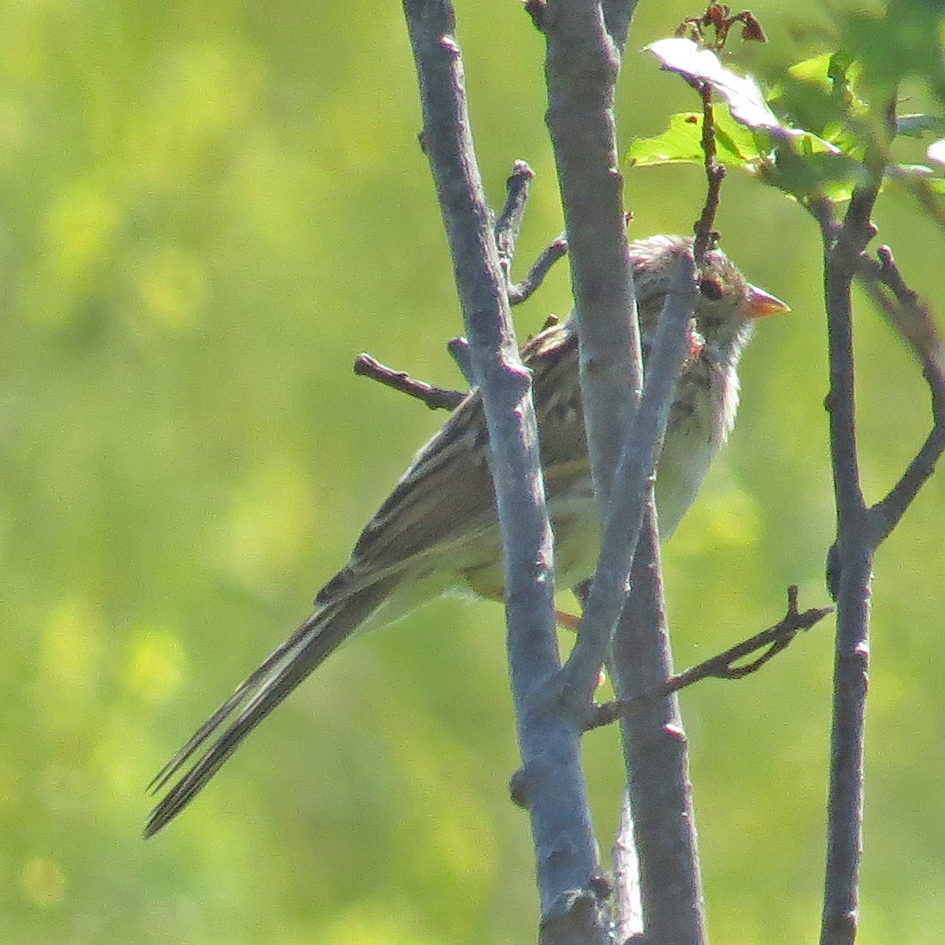 Clay-colored Sparrow - ML65189071