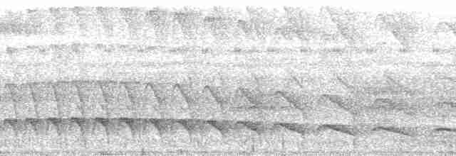amazonvatretreløper (certhia) - ML65193