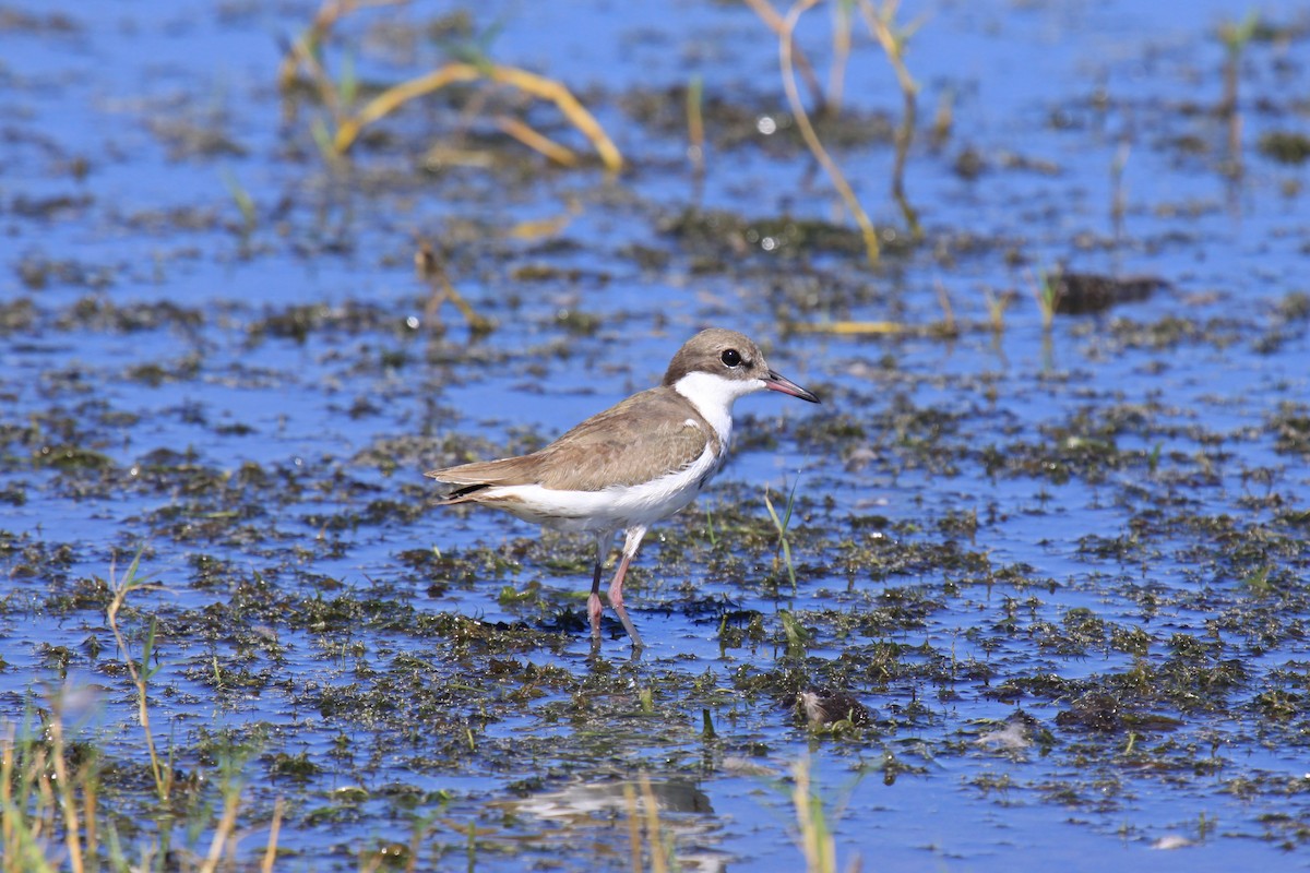 Red-kneed Dotterel - ML65193611