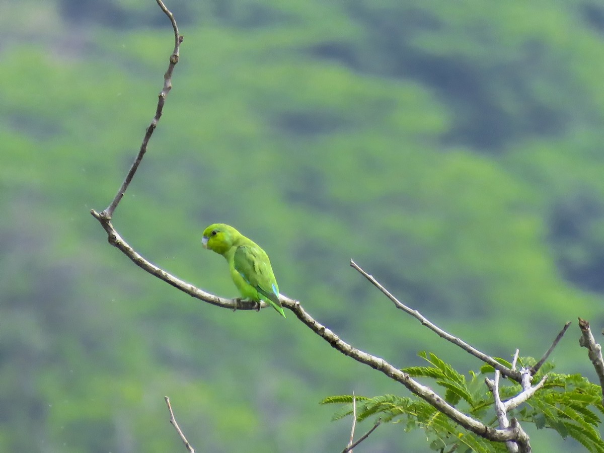 Мексиканский воробьиный попугайчик - ML65194651