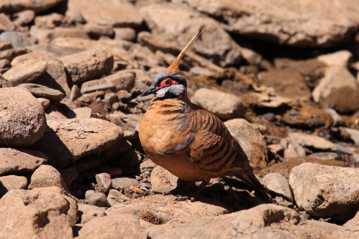 Spinifex Pigeon - ML65196201