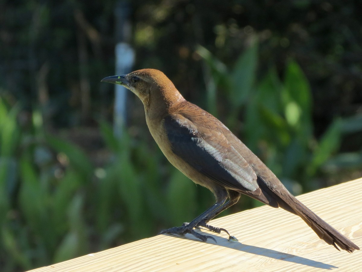 Boat-tailed Grackle - ML65196331