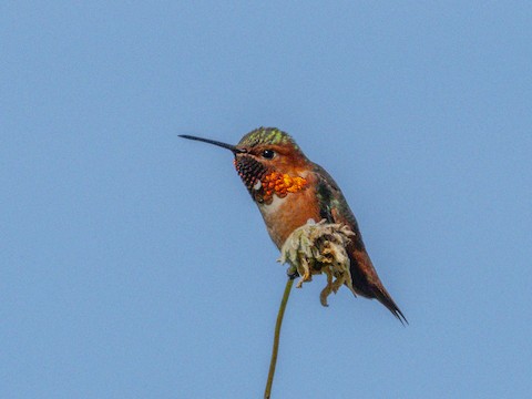 Allen's Hummingbird - James Kendall