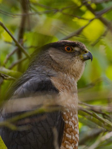 Cooper's Hawk - James Kendall