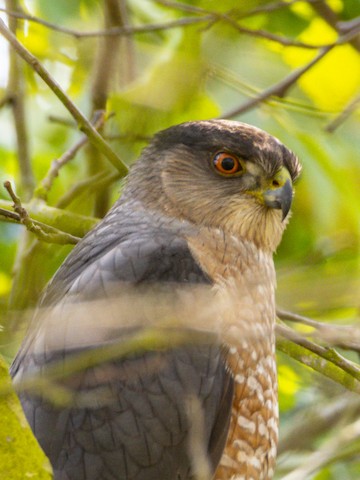 Cooper's Hawk - James Kendall