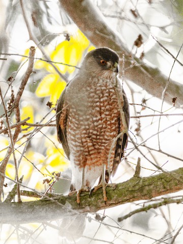 Cooper's Hawk - James Kendall