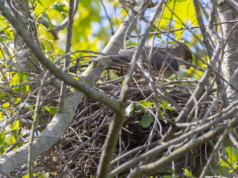 Cooper's Hawk - James Kendall
