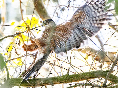 Cooper's Hawk - James Kendall