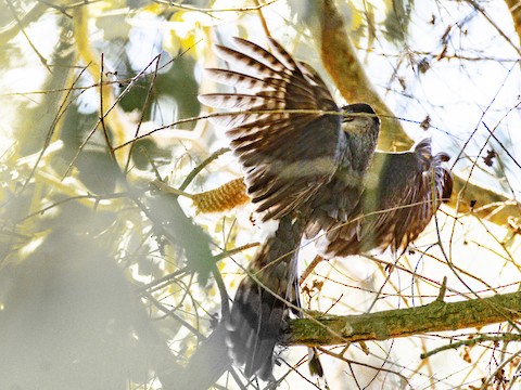 Cooper's Hawk - James Kendall