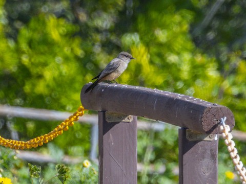 Say's Phoebe - James Kendall