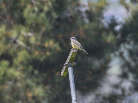 Cassin's Kingbird - James Kendall