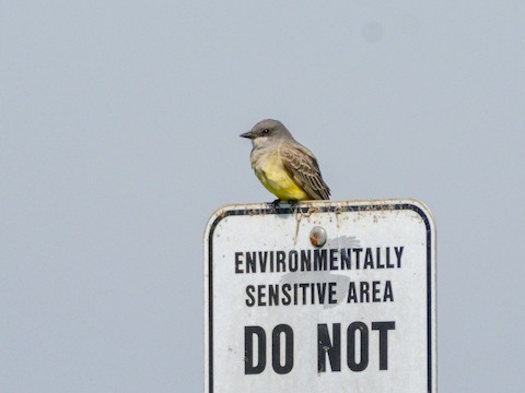 Cassin's Kingbird - James Kendall