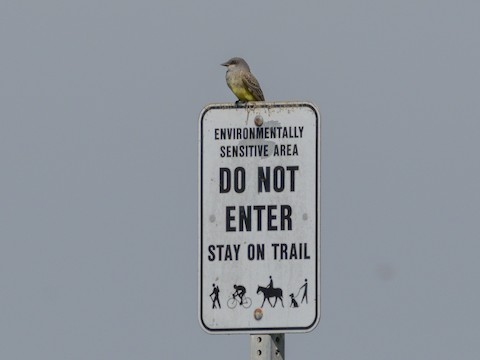 Cassin's Kingbird - James Kendall