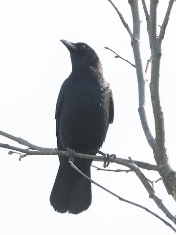 American Crow - James Kendall