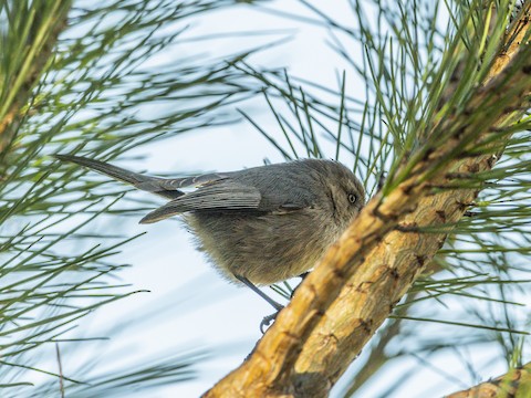 Bushtit - James Kendall