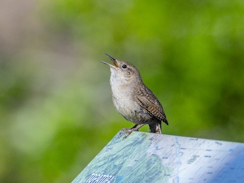 Northern House Wren - James Kendall