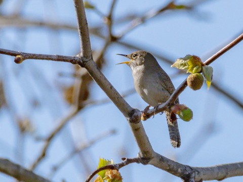 Northern House Wren - James Kendall