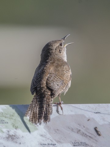 Northern House Wren - James Kendall