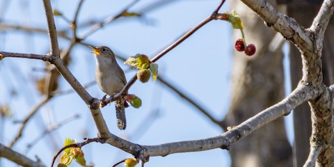 Northern House Wren - James Kendall