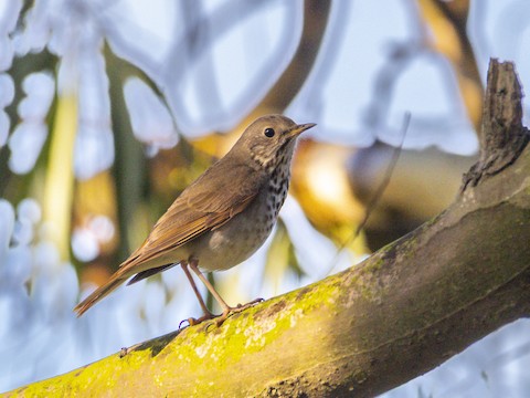 Hermit Thrush - James Kendall