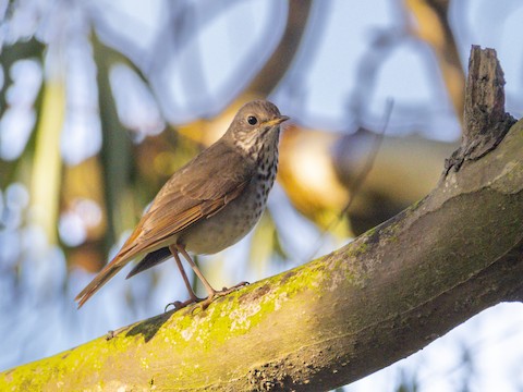 Hermit Thrush - James Kendall
