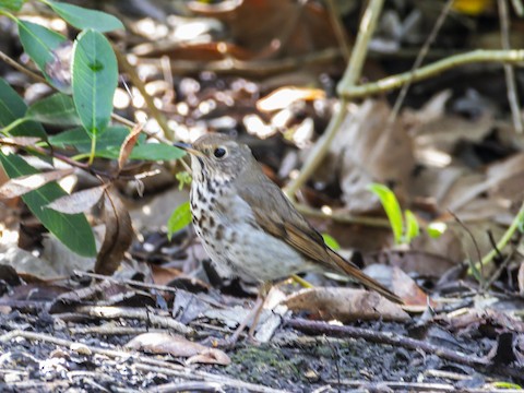 Hermit Thrush - James Kendall