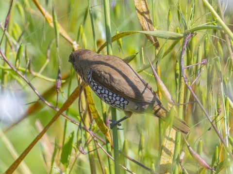 Scaly-breasted Munia - James Kendall