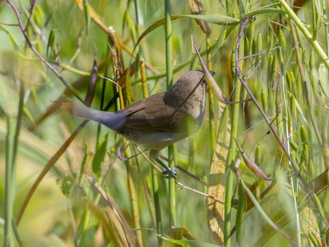 Scaly-breasted Munia - James Kendall