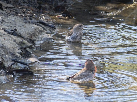 House Finch - James Kendall