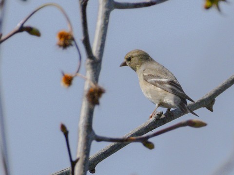 American Goldfinch - James Kendall