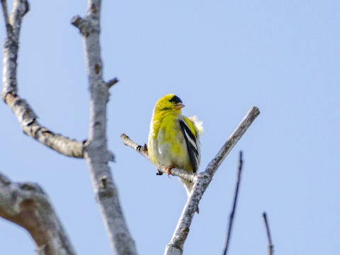 American Goldfinch - James Kendall