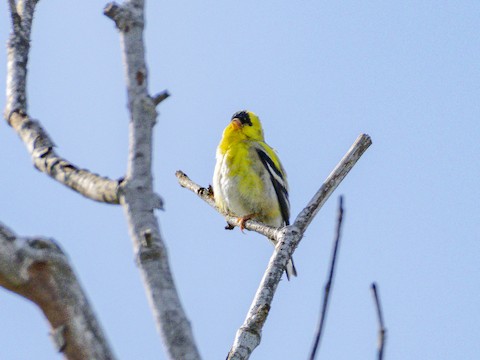 American Goldfinch - James Kendall