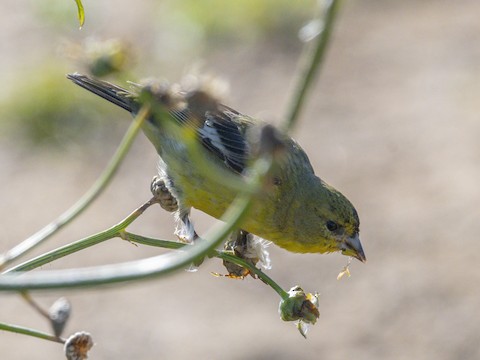 Lesser Goldfinch - James Kendall