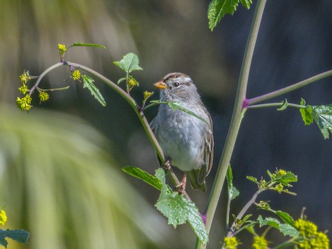 White-crowned Sparrow - James Kendall