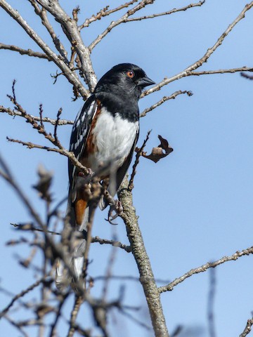 Spotted Towhee - James Kendall