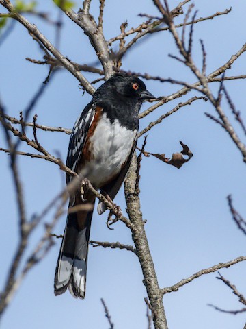 Spotted Towhee - James Kendall