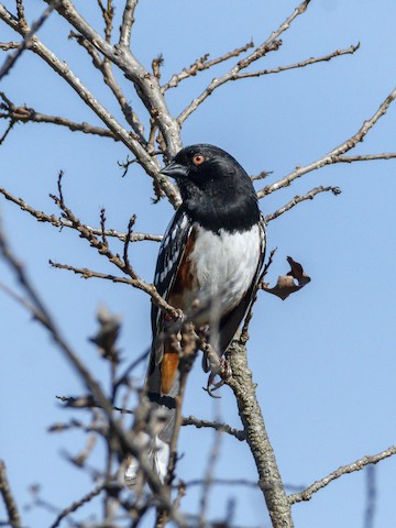 Spotted Towhee - James Kendall