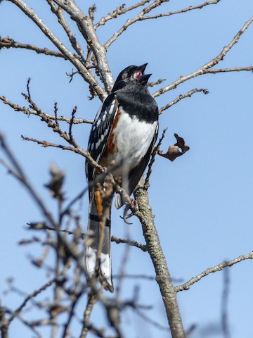 Spotted Towhee - James Kendall