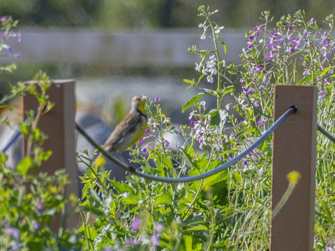 Western Meadowlark - James Kendall
