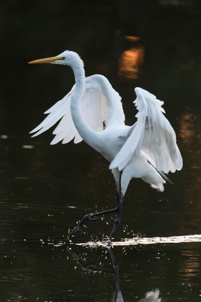 Great Egret - Nick Dorian