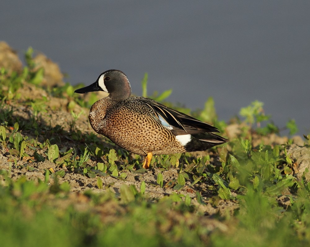 Blue-winged Teal - ML65198451