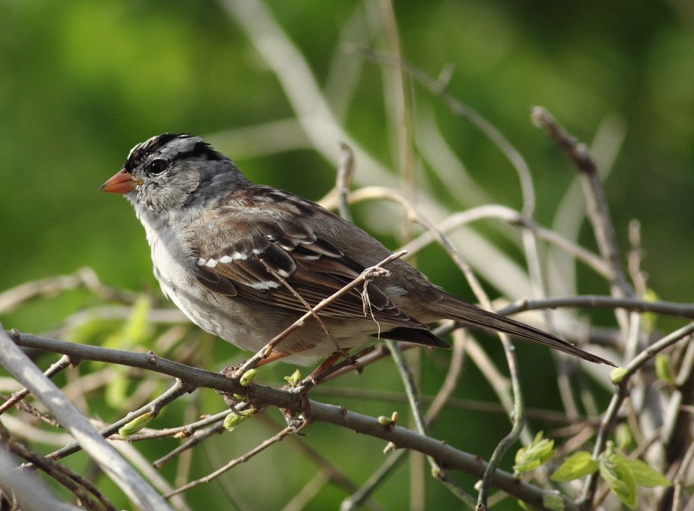 White-crowned Sparrow - Jason Leifester