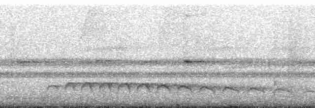amazonvatretreløper (certhia) - ML65199
