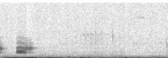 trogon krásný [skupina ambiguus] - ML6520